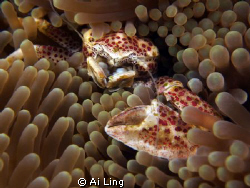 Anemone Porcelain Crab by Ai Ling 